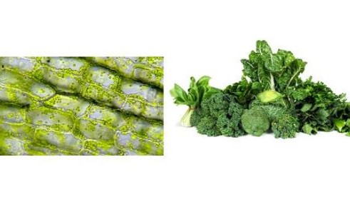 bea glicero 2|Bea images_medium_jf4c05923_0004